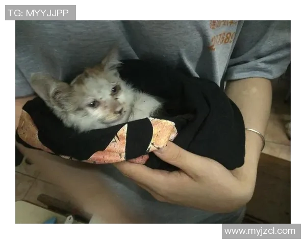 球星与猫狗共踢足球 亲子互动新玩法引爆体育圈热潮